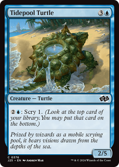 Tidepool Turtle [Foundations Jumpstart]-1