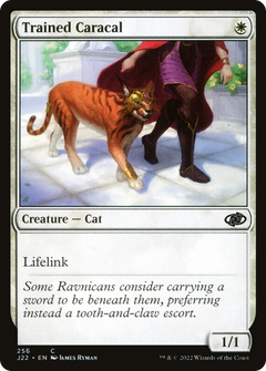 Trained Caracal (J22-256) - Jumpstart 2022-1