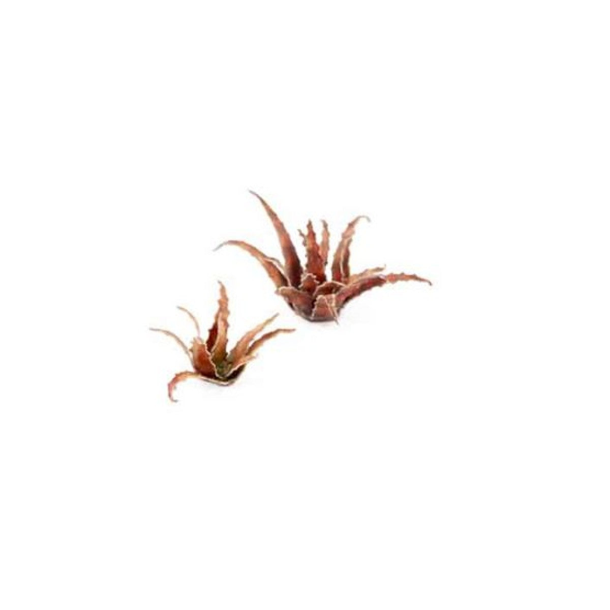 Gamers Grass: Laser Plants - Red Aloe-4